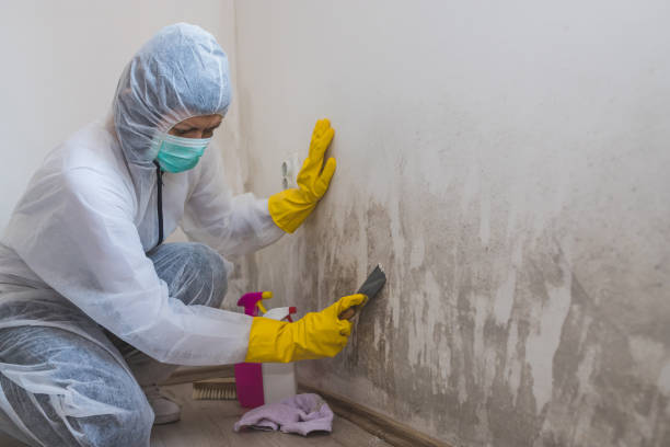 Mold Removal Process in Emory, TX