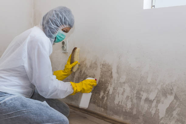 Best Attic Mold Removal  in Emory, TX