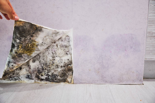 Best Mold Inspection  in Emory, TX